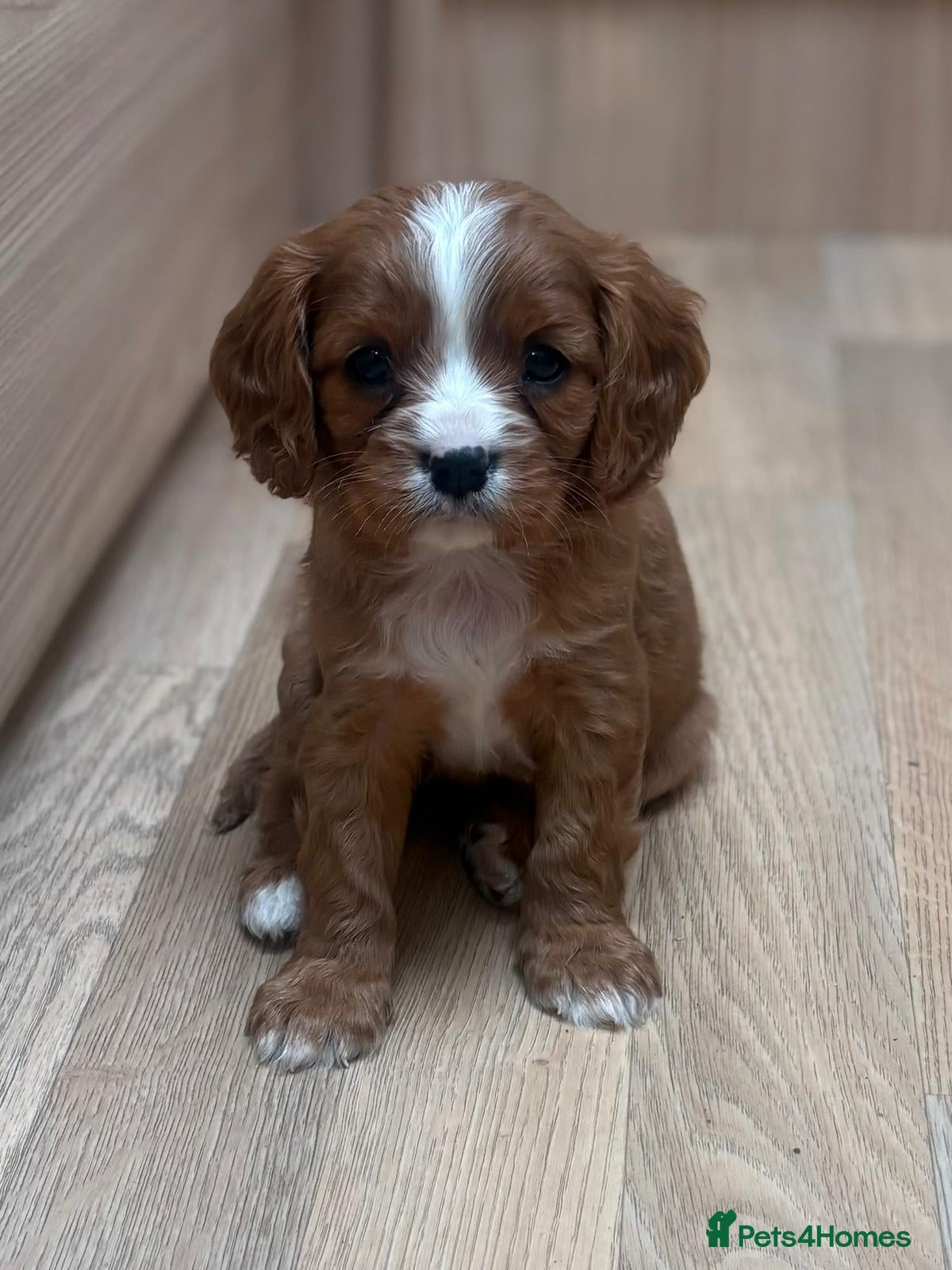 Cavalier King Charles Spaniel dogs for sale: Beautiful cavalier puppies  - Advert 11