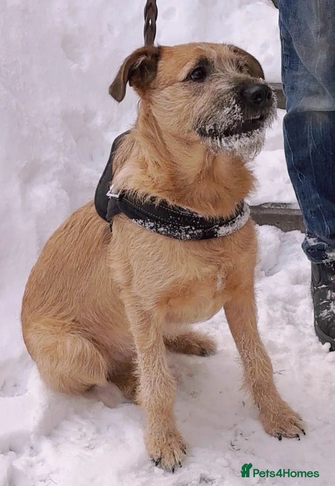 Mixed Breed dogs for adoption: 💙NIKE💙7 month old boy who lives with 17 cats🐱😍 - Advert 7