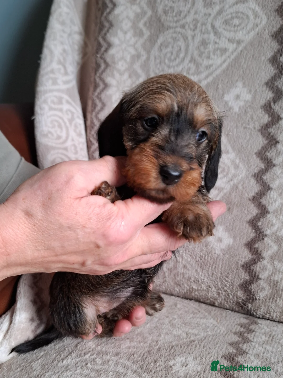 Miniature Dachshund dogs for sale: New Year's Day KC Mini-Wire Dachsunds - Advert 11