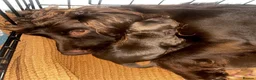 Cocker Spaniel dogs for sale: 3 Cocker Spaniel Puppies for sale - Advert 15