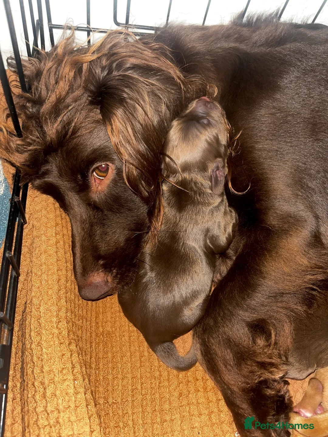 Cocker Spaniel dogs for sale: 3 Cocker Spaniel Puppies for sale - Advert 15