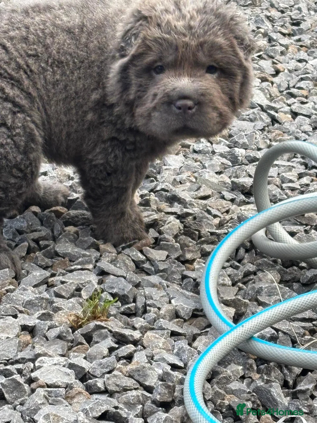 Shar Pei dogs for sale: Beautiful shar pei puppys  - Advert 2