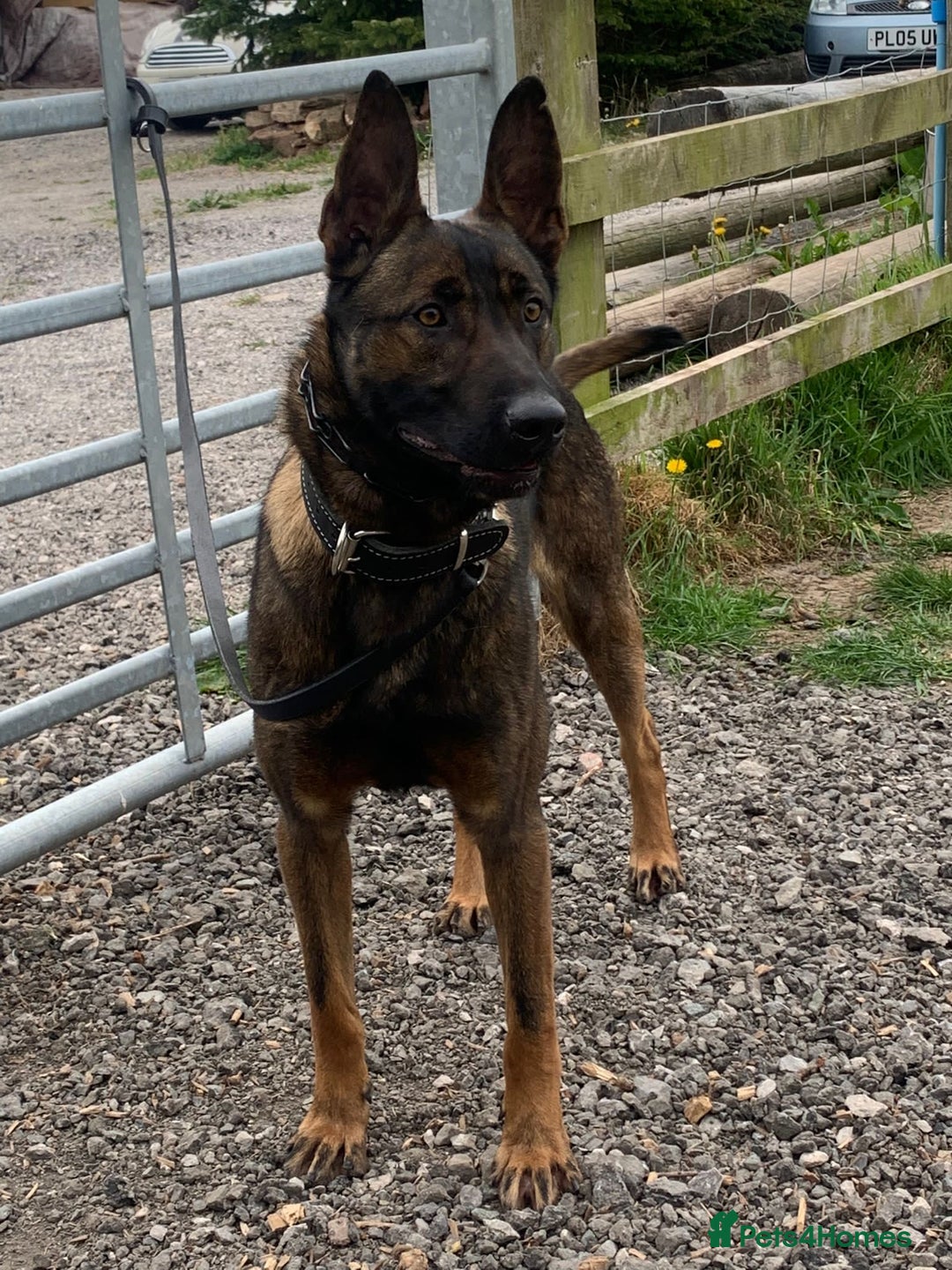 Belgian Shepherd Dog dogs for stud: SERIOUS SIRUS  - Advert 1