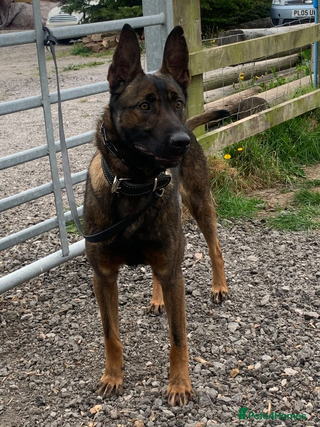 Belgian Shepherd Dog dogs for stud: SERIOUS SIRUS  - Advert 1