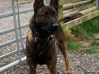 Belgian Shepherd Dog dogs SERIOUS SIRUS - Advert 6