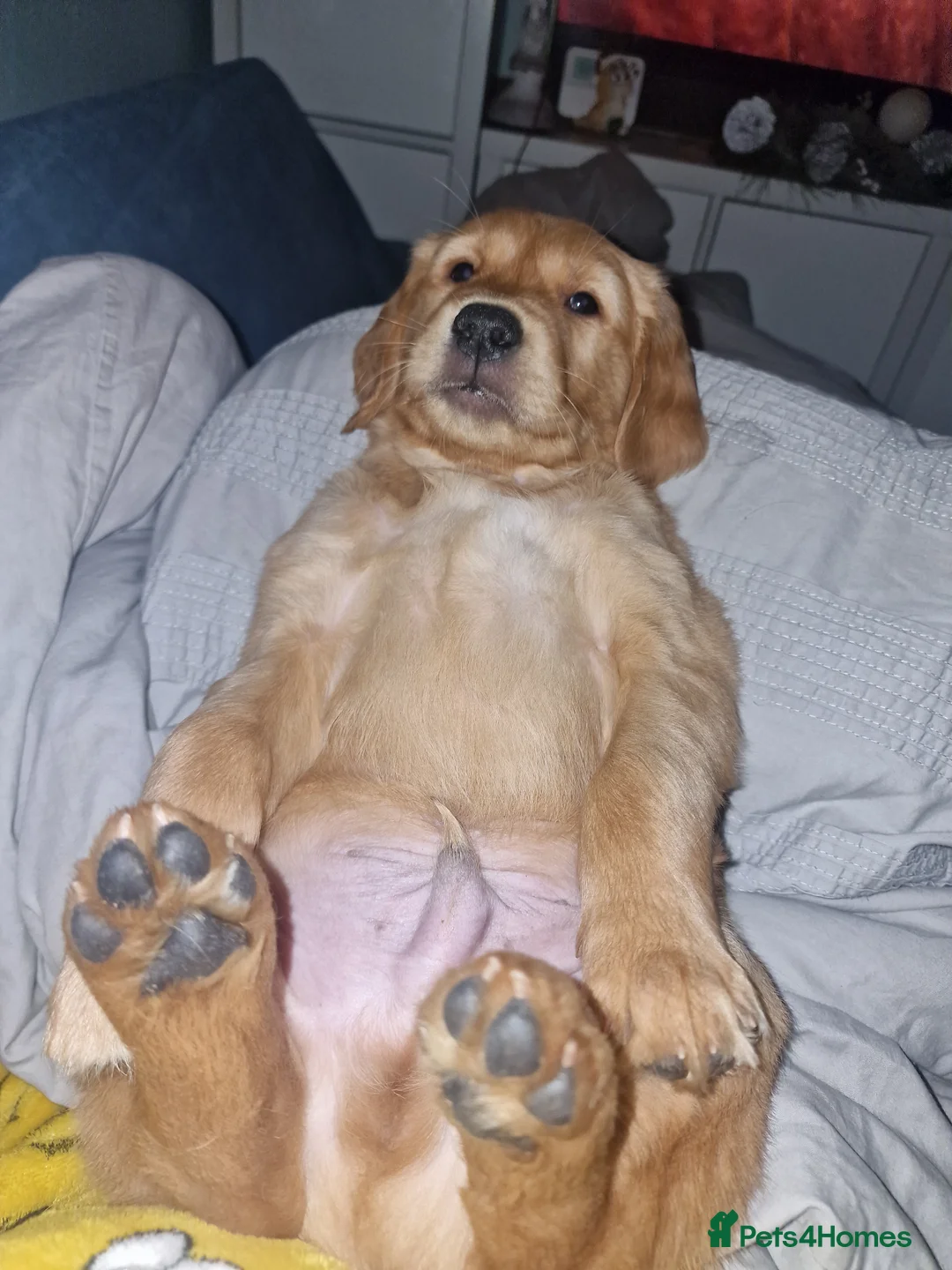 Golden Retriever dogs for sale: Beautiful KC-Registered Golden Retriever Puppies - Advert 40