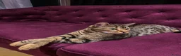 Bengal cats for sale: Handsome Bengal Cat Looking For A Loving Home - Advert 3