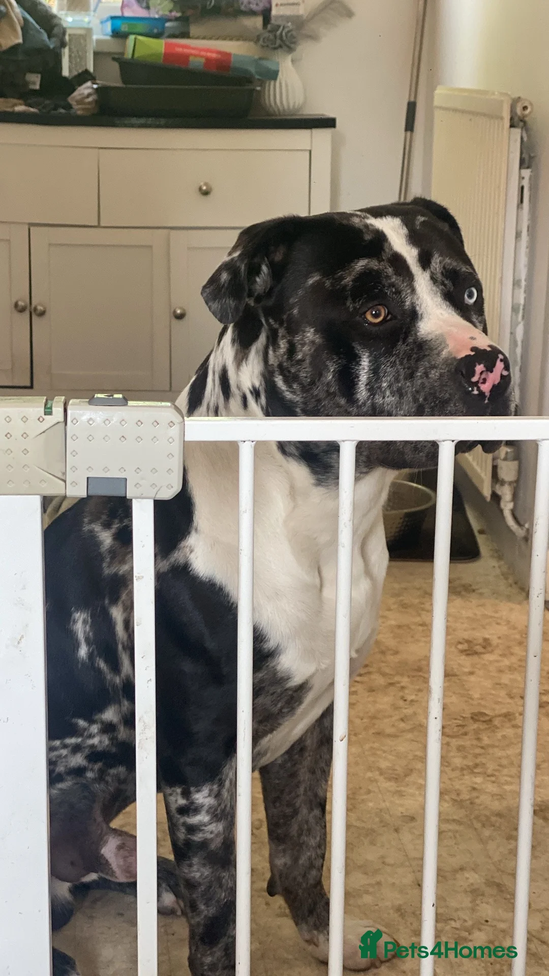 Mixed Breed dogs for sale: Tri-Coloured Male Mastiff in Barnsley - Advert 5