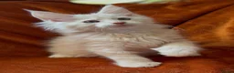 Maine Coon cats for sale: Bear Paw (🐾🐻 polydactyl) Maine Coon kittens TICA - Advert 29