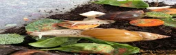 Snails invertebrates for sale: Albino Giant African Snails for sale! - Advert 14