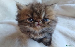 Persian cats for sale: Pure Persian Kittens - Image 3