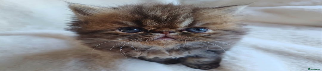 Persian Kitten 2