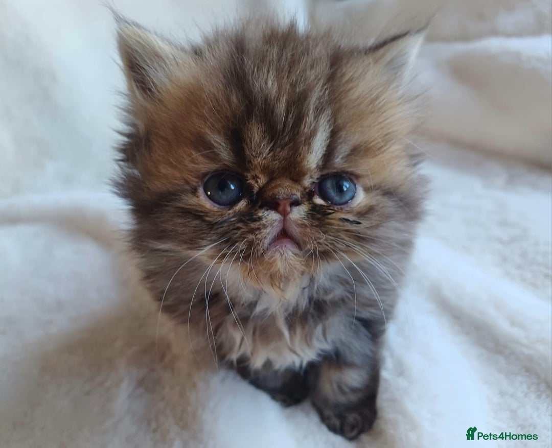 Persian cats for sale: Pure Persian Kittens - Image 3