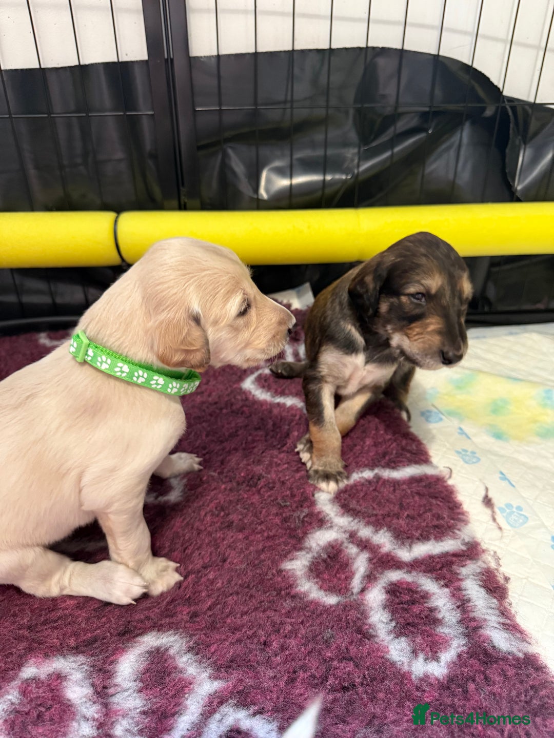 Saluki dogs for sale: Beautiful Saluki (new updated photos)  - Image 31