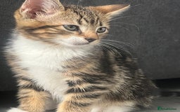 Mixed Breed cats for sale: Kittens for sale  - Image 5