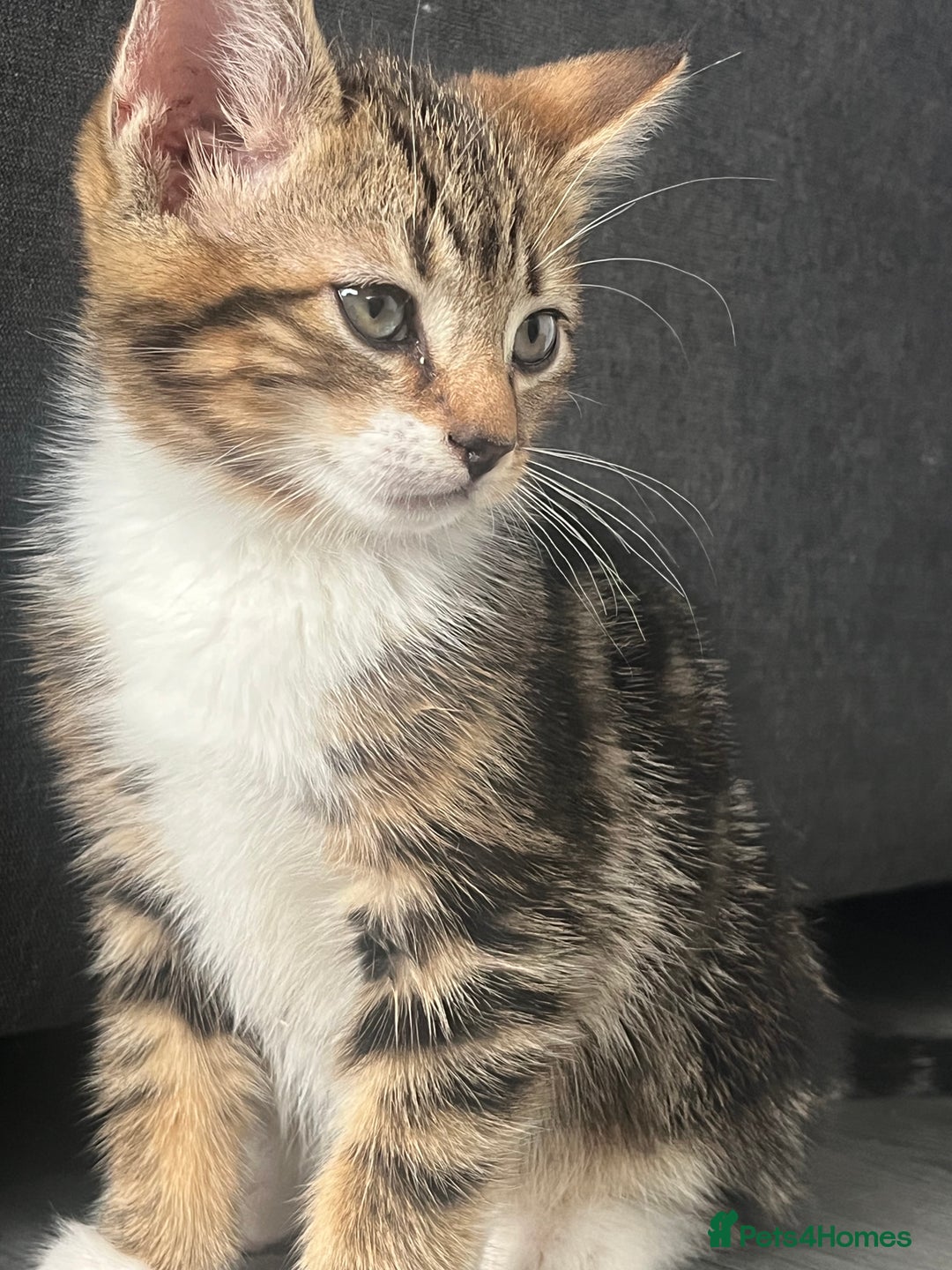 Mixed Breed cats for sale: Kittens for sale  - Image 5