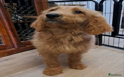 Goldendoodle dogs for sale: Goldendoodle Puppies – Ready for Walks 🐾 - Image 13