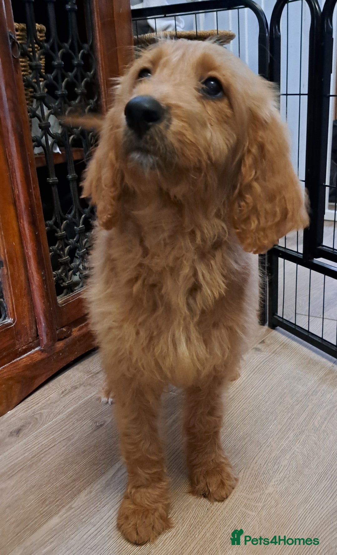 Goldendoodle dogs for sale: Goldendoodle Puppies – Ready for Walks 🐾 - Image 13