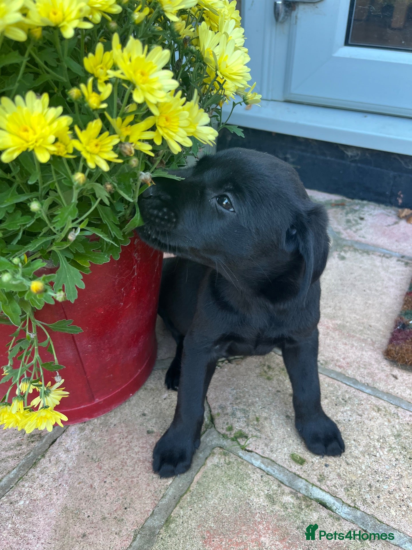 Labrador Retriever dogs Chunky Labrador puppies - Advert 2