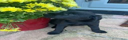 Labrador Retriever dogs for sale: Chunky Labrador puppies - Advert 2