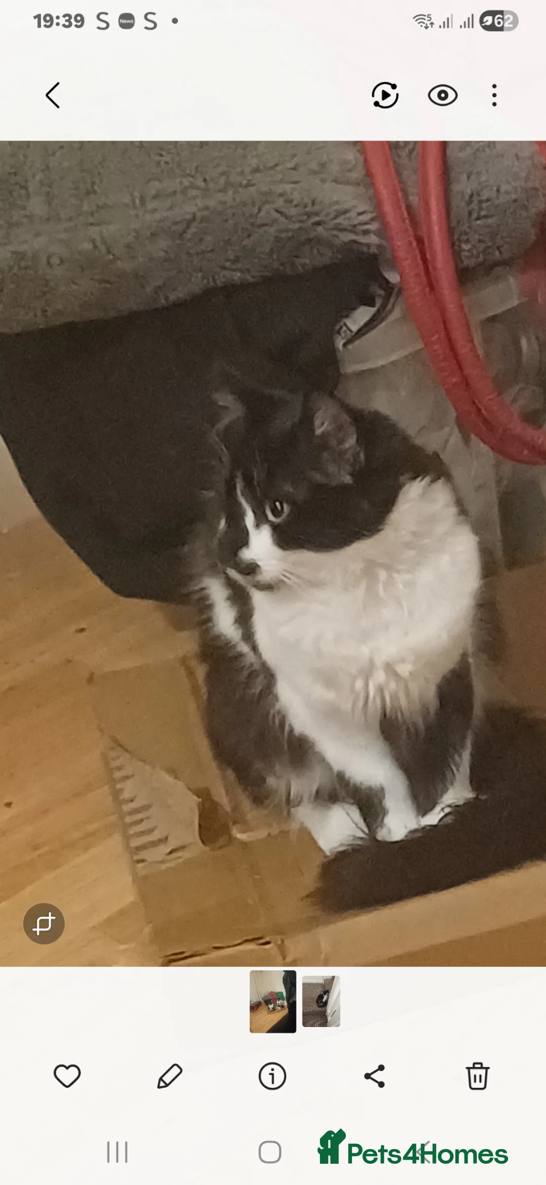 Domestic Shorthair cats for sale: Mother cat and 5month old kitten - Advert 2