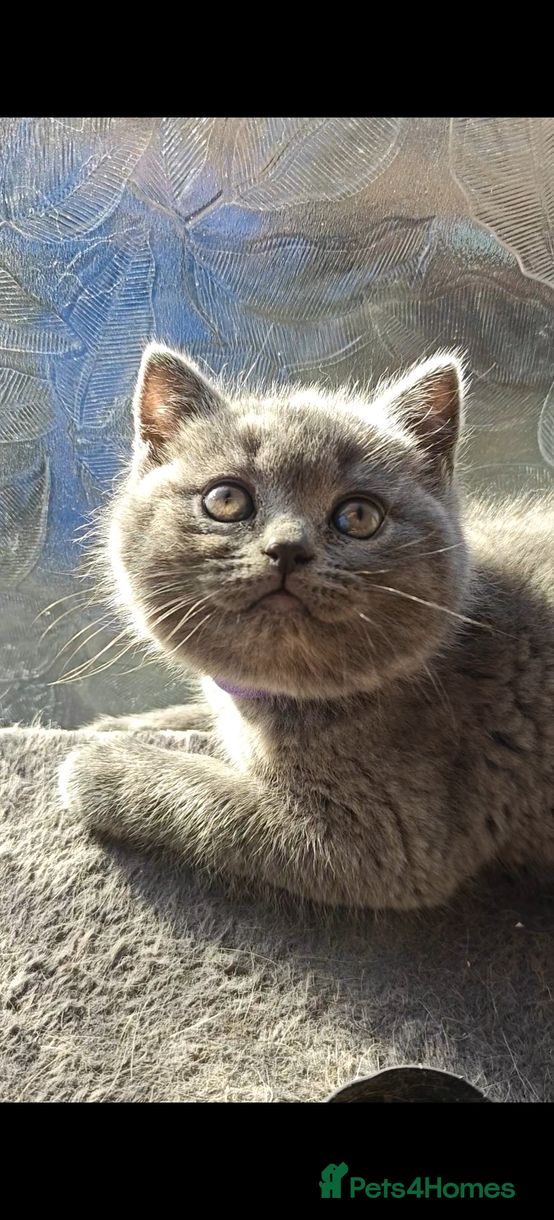 British Shorthair cats Show quality British Short Hair kittens - Advert 6