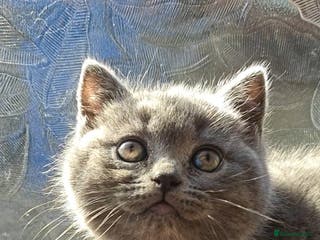 British Shorthair cats Show quality British Short Hair kittens - Advert 2