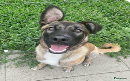Mixed Breed dogs for adoption: HAZEL  Mixed Breed 8 months - Image 2