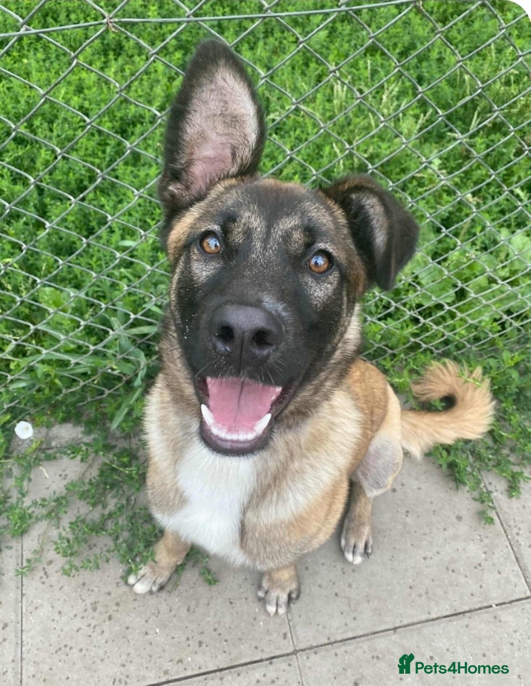 Mixed Breed dogs for adoption: HAZEL  Mixed Breed 8 months - Image 2