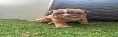 English Bulldog MAGGIE MAE