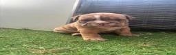 English Bulldog dogs for sale: 🍫Outstanding choc English bulldogs 🌟⭐️⭐️ - Advert 23