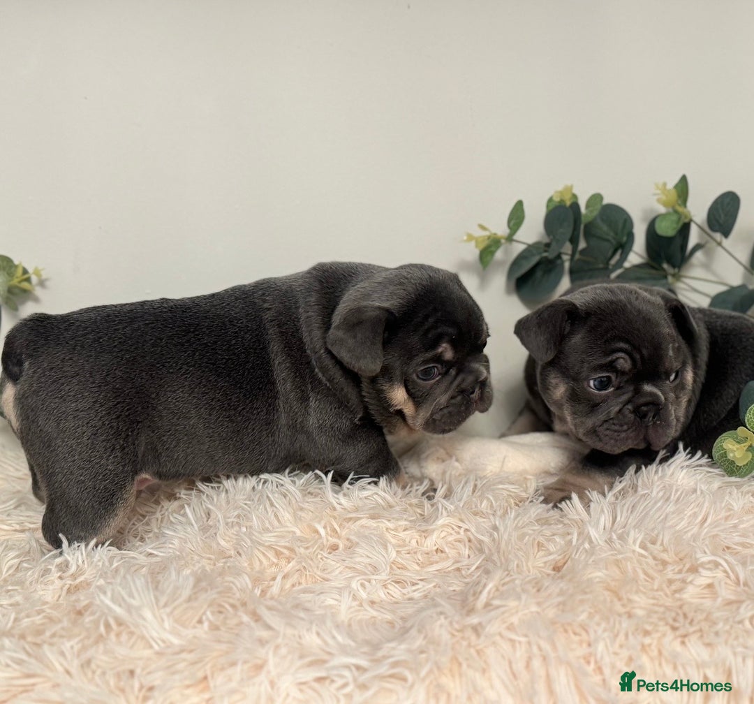 French Bulldog dogs for sale: Beautiful KC Registered French Bulldog Boys  - Advert 2