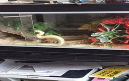 King Snake reptiles for sale: California King Snake - Image 5