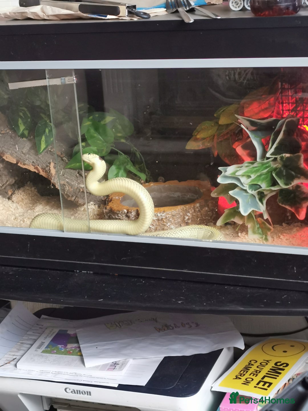 King Snake reptiles for sale: California King Snake - Image 5