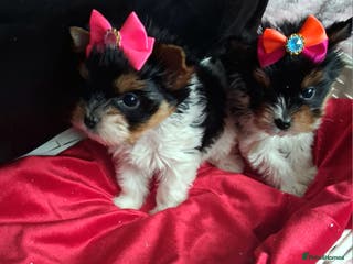 Biewer Terrier dogs Beautiful 2 mini girls - Advert 1