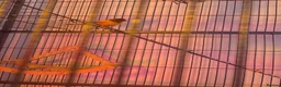 Finches birds for sale: 5 finches and 1 Canary  - Advert 5