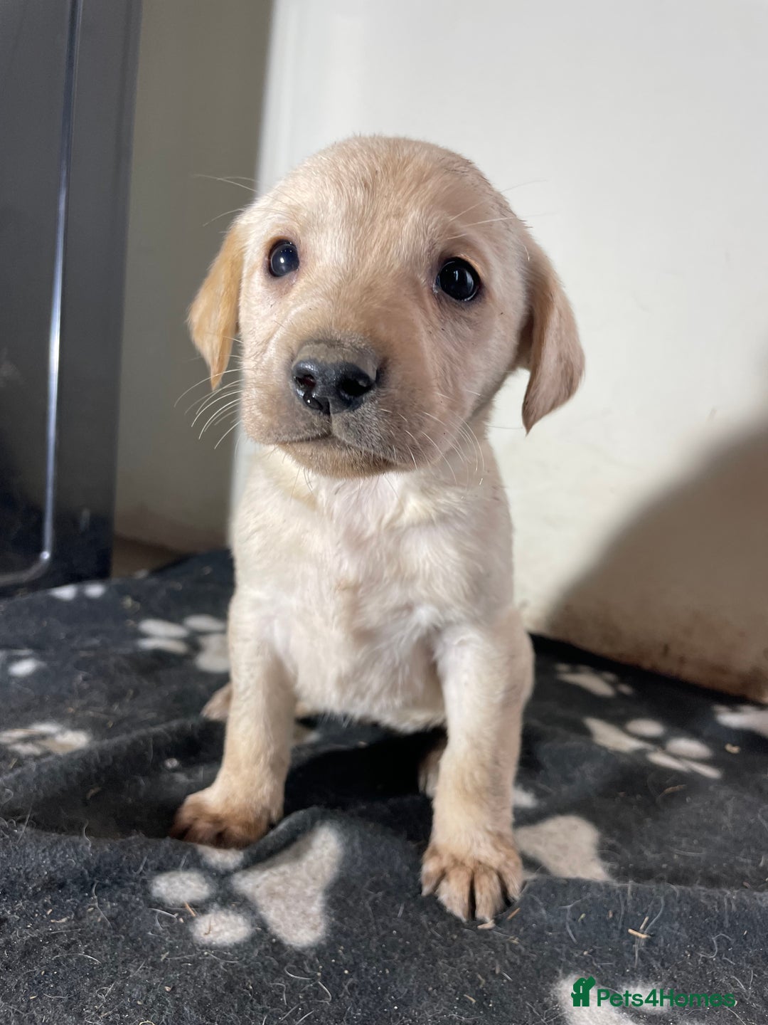 Labrador Retriever dogs for sale: Stunning chunky Labrador pups  - Advert 20