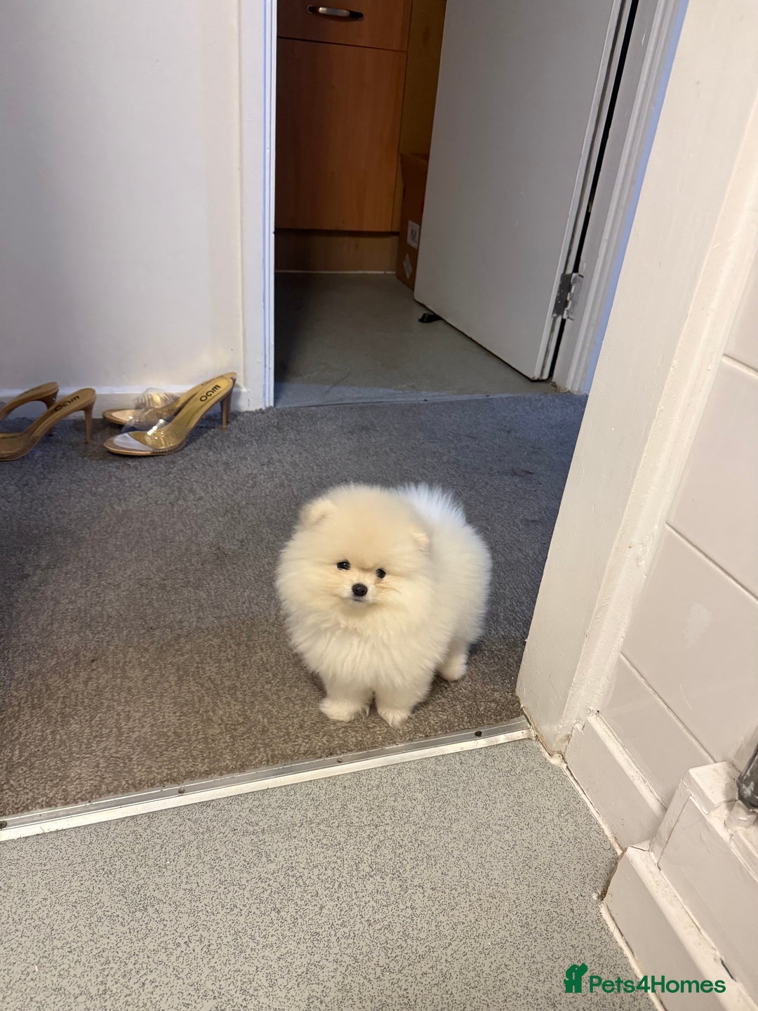 Pomeranian dogs for sale: Luxury  **  mini pedigree russian toy Pomeranian - Advert 6