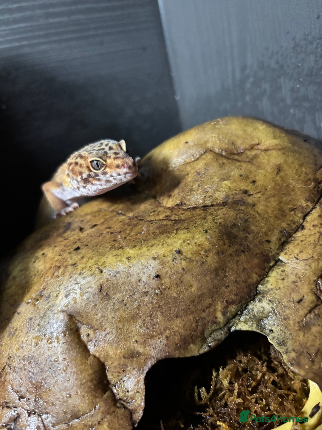 Gecko reptiles for sale: Leopard gecko for sale  - Advert 2