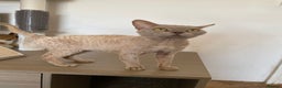 Devon Rex cats for stud: Devon Rex lilac - Advert 3