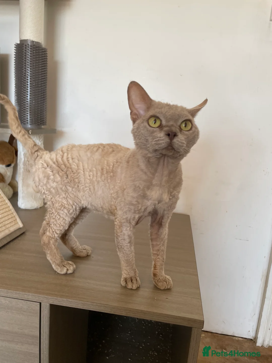 Devon Rex cats for stud: Devon Rex lilac - Advert 3