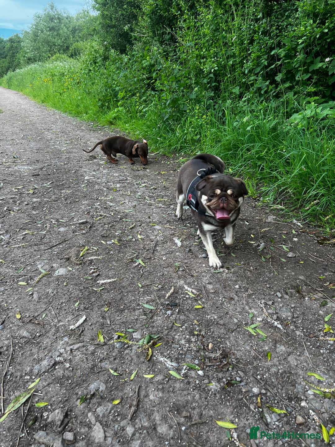 Pug dogs for sale: Kc reg 3 year old chocolate pug  - Advert 20