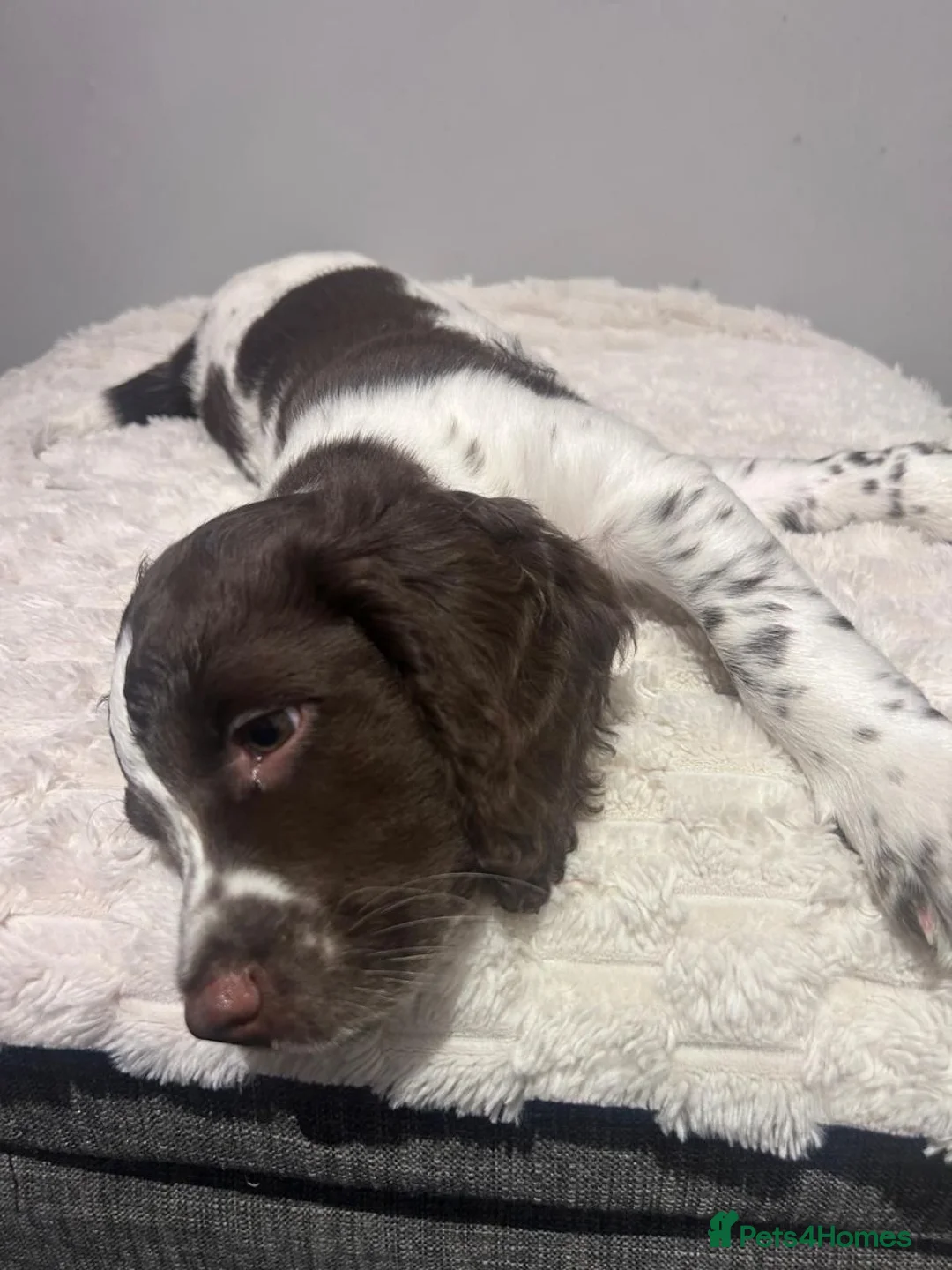 Sprocker dogs for sale: Gorgeous Sprocker Puppies in Dunfermline - Advert 1