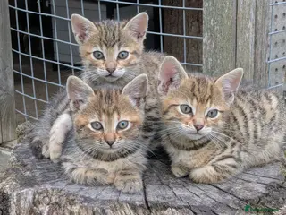 Mixed Breed cats Gorgeous Bengal X Kittens - Advert 4