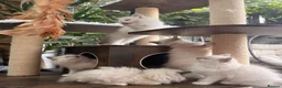 Ragdoll cats for sale: 🏆Sired by Imperial Grand Champion TICA REGISTERED - Advert 25