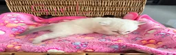 British Shorthair cats for sale: Cuteness Overload Alert! British Shorthair Kittens in Kettering - Advert 19