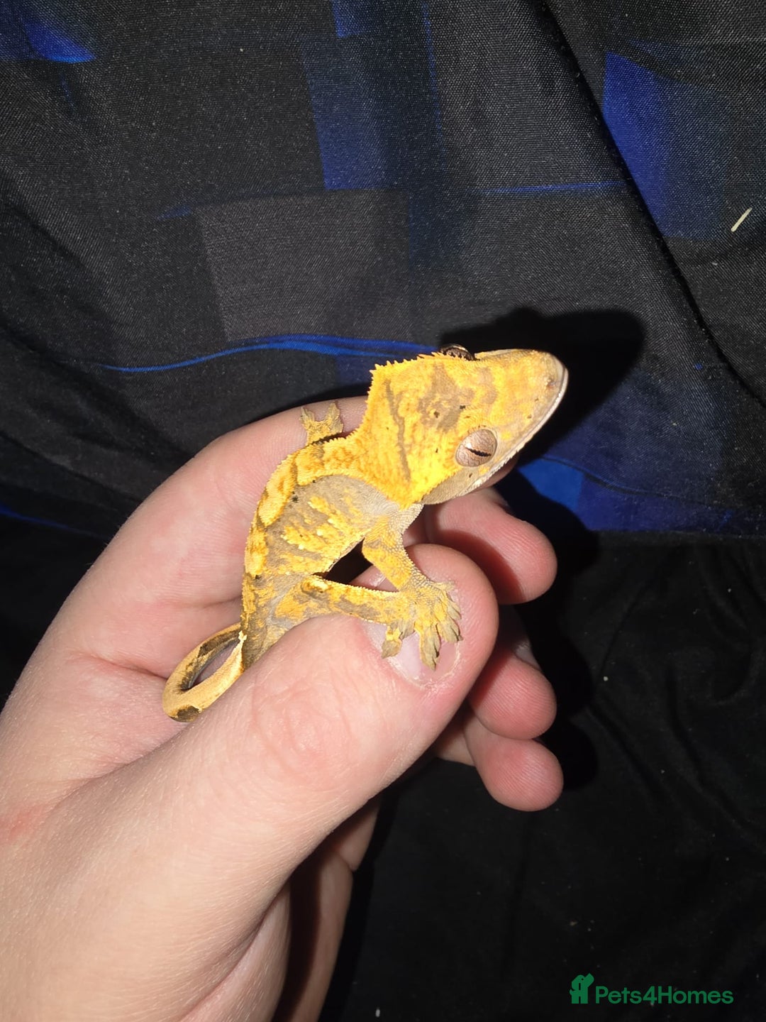 Gecko reptiles for sale: Harlequin crested gecko - Advert 8