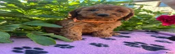 Cockapoo dogs for sale: Stunning cockapoo puppies  - Advert 9