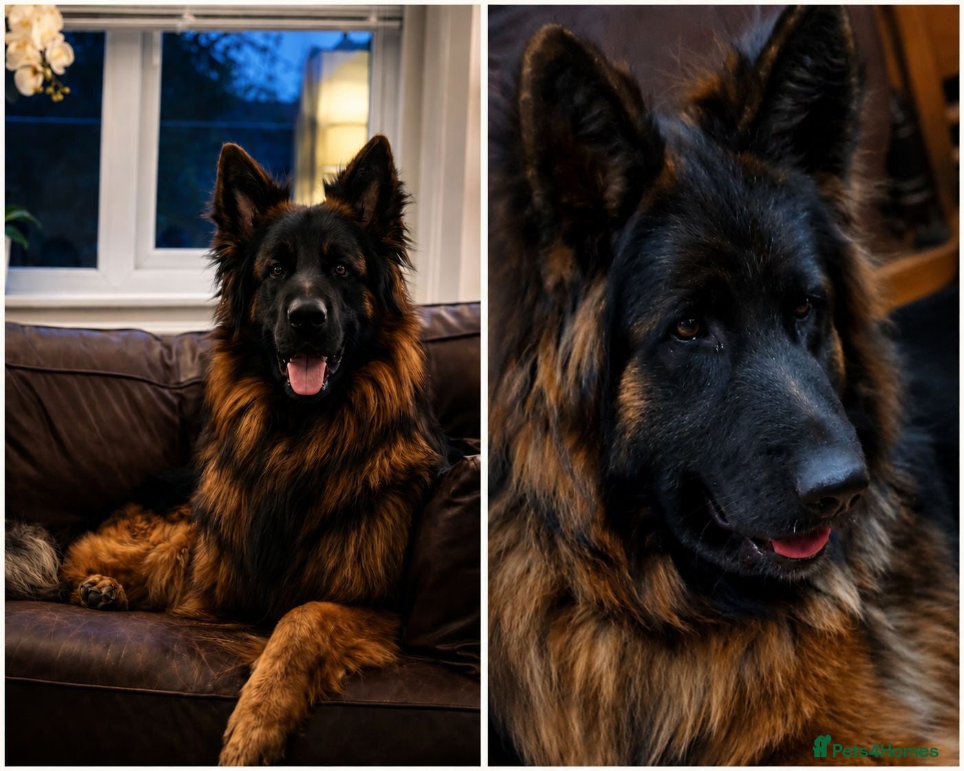 German Shepherd dogs Stunning KC reg long coat German shepherd puppies  - Advert 1
