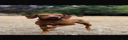 Mixed Breed dogs for sale: Beautiful Vizmaraner - Advert 5